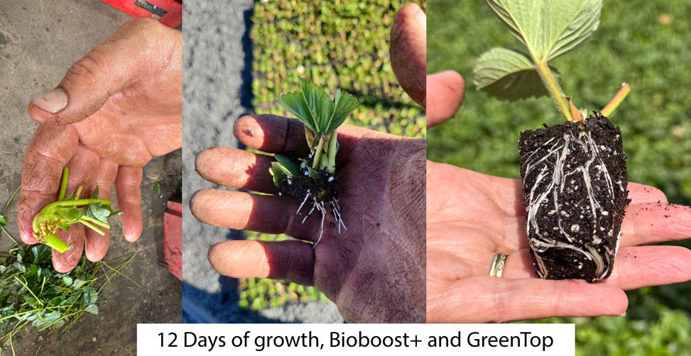 12 Days of Growth