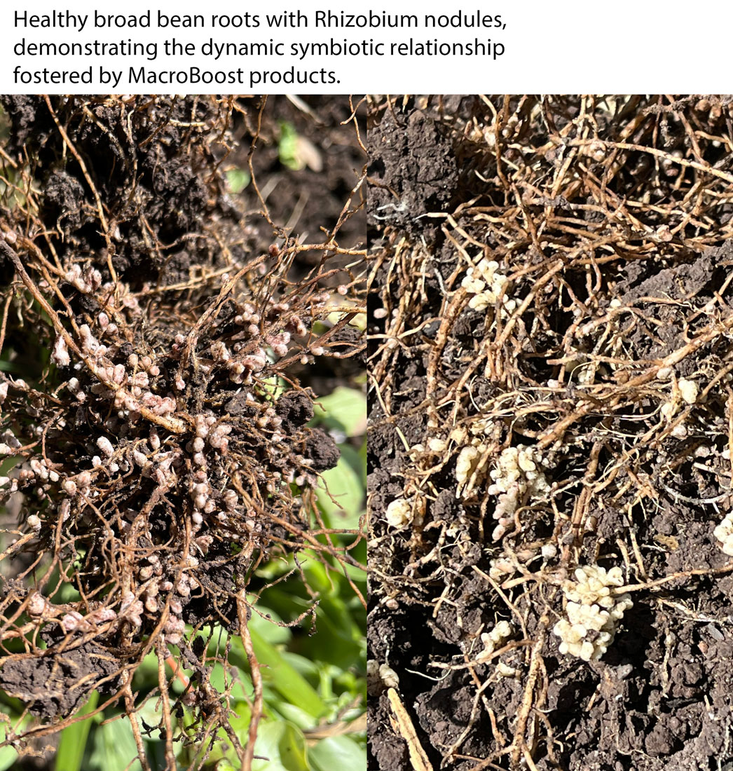 Healthy Bean Crop