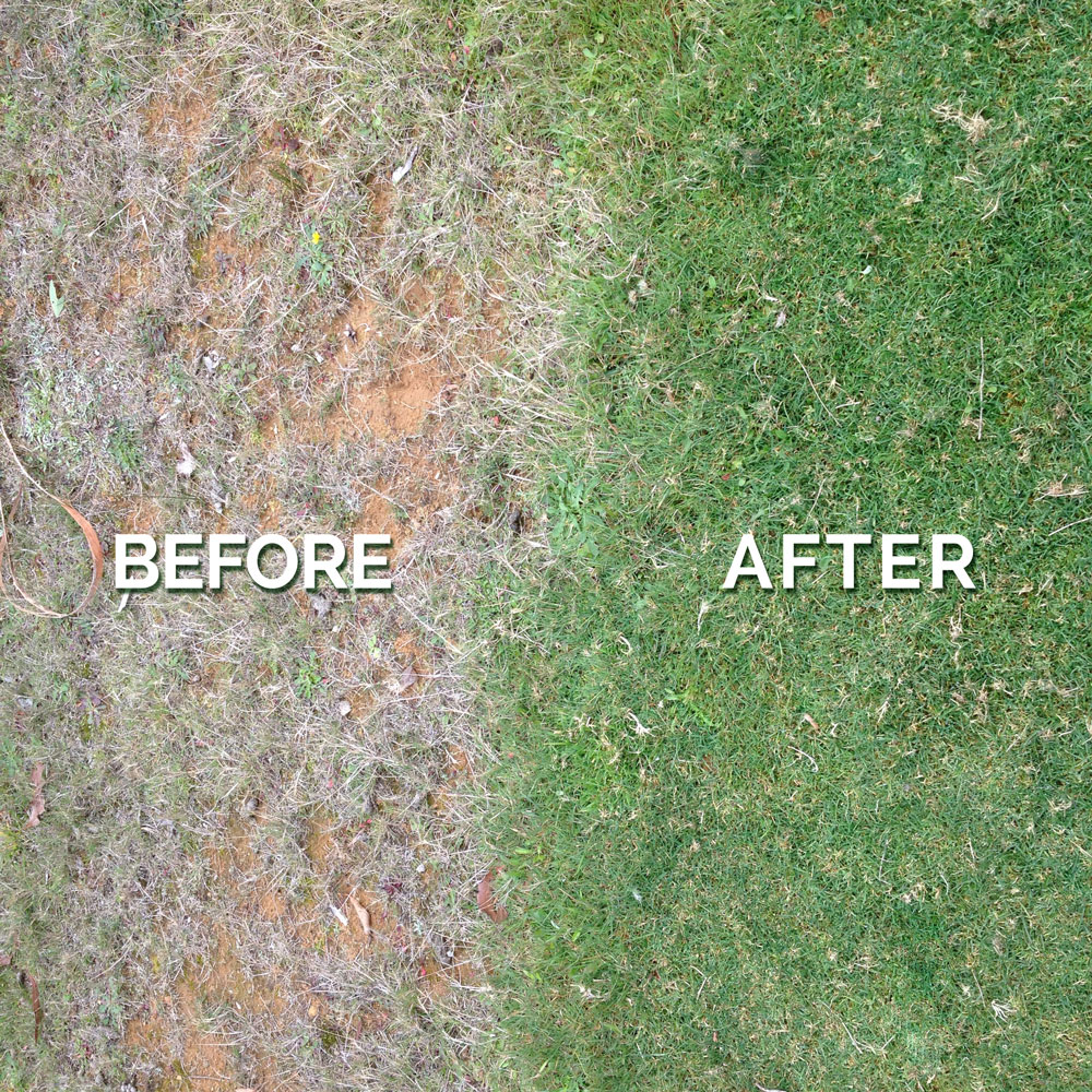 Lush Lawn